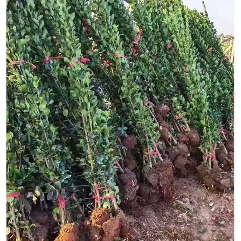 北海道黄杨树苗围墙篱笆植物大叶冬青树苗四季常青耐寒庭院树