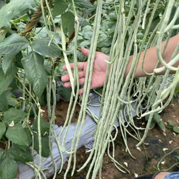白马王子白豇豆种子荚长荚粗肉厚纯白长豆角种子银白色豆角