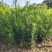 罗汉松树苗大叶南通罗汉松小米景地栽庭院绿植化阳台