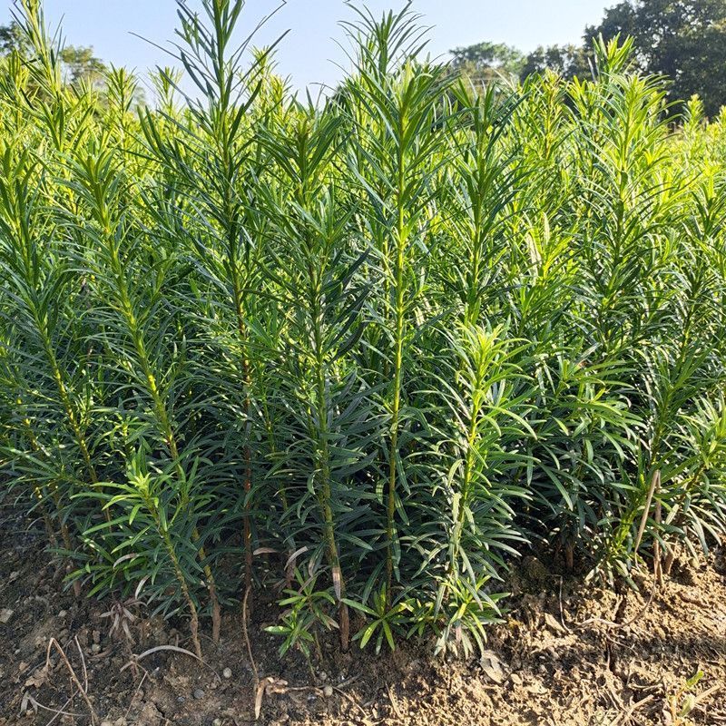 罗汉松树苗大叶南通罗汉松小米景地栽庭院绿植化阳台