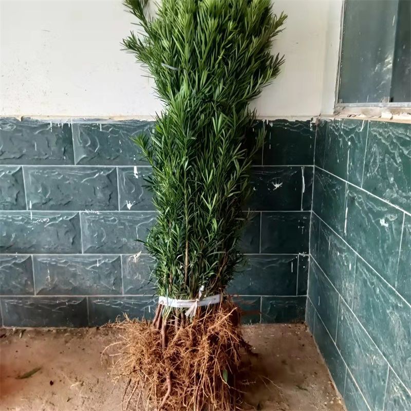罗汉松树苗大叶南通罗汉松小米景地栽庭院绿植化阳台