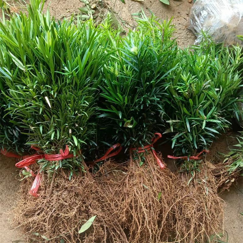 罗汉松树苗大叶南通罗汉松小米景地栽庭院绿植化阳台