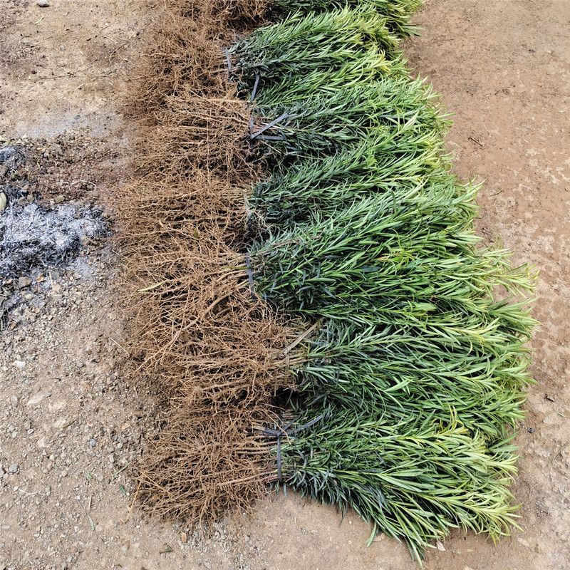罗汉松树苗大叶南通罗汉松小米景地栽庭院绿植化阳台
