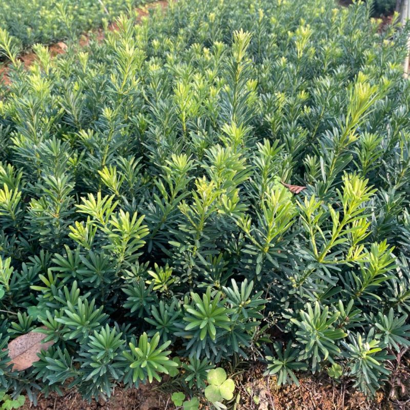 罗汉松树苗大叶南通罗汉松小米景地栽庭院绿植化阳台
