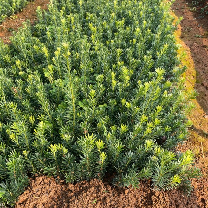 罗汉松树苗大叶南通罗汉松小米景地栽庭院绿植化阳台