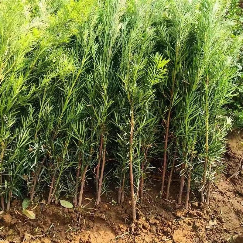 罗汉松树苗大叶南通罗汉松小米景地栽庭院绿植化阳台