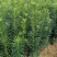罗汉松树苗大叶南通罗汉松小米景地栽庭院绿植化阳台