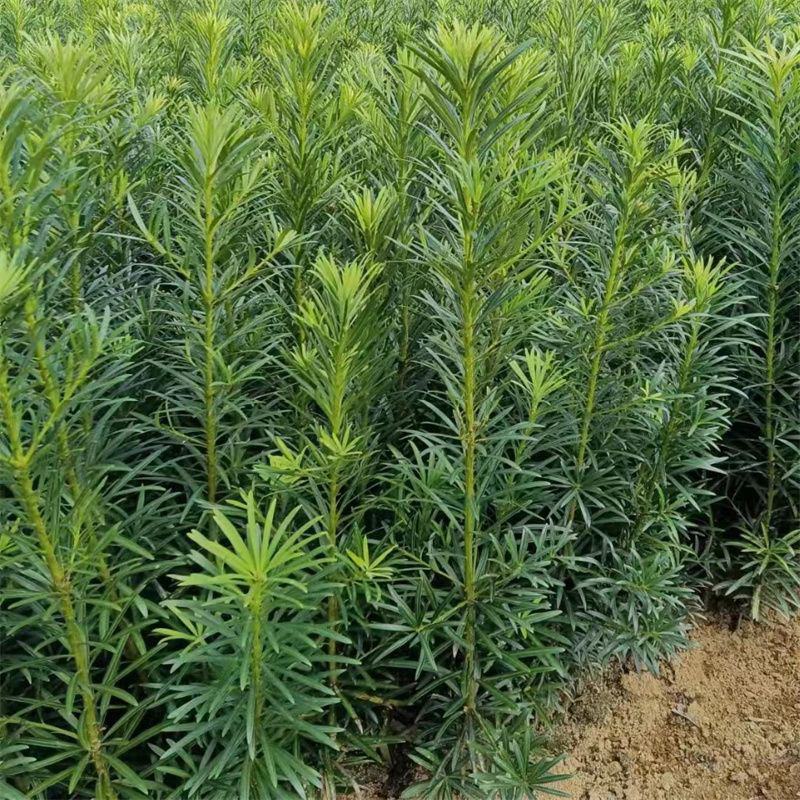 罗汉松树苗大叶南通罗汉松小米景地栽庭院绿植化阳台