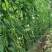 农望夏日之星早熟豆角种子白籽白花厚肉长豆角种豇豆高产耐热