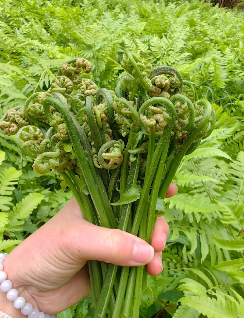 野生《水蕨菜》