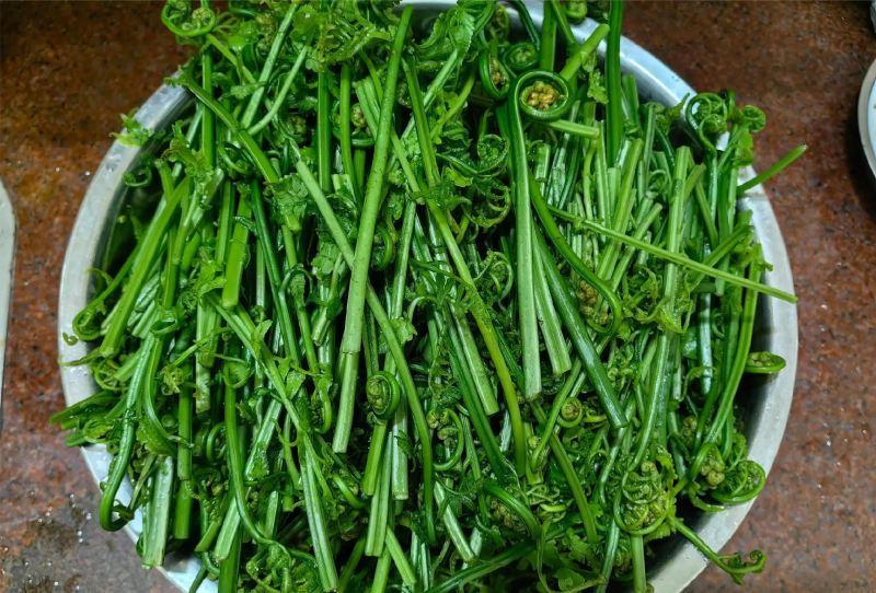 野生《水蕨菜》