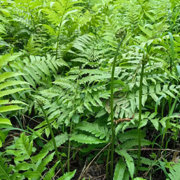 野生《水蕨菜》