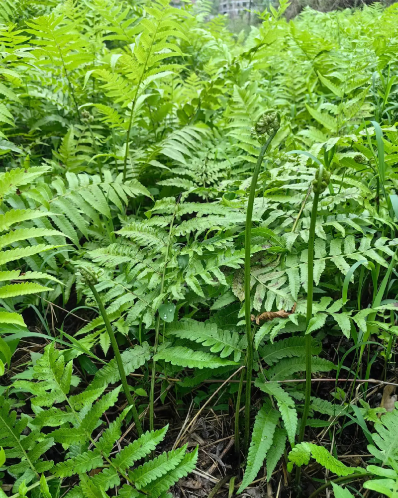 野生《水蕨菜》