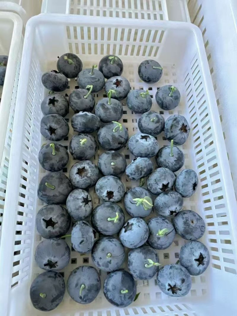 云南L25花香蓝莓