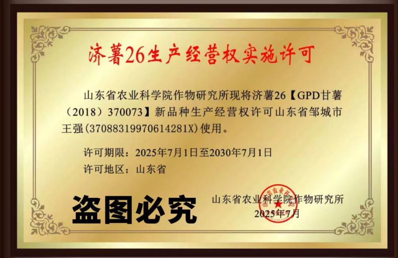济薯26红薯苗基地直发