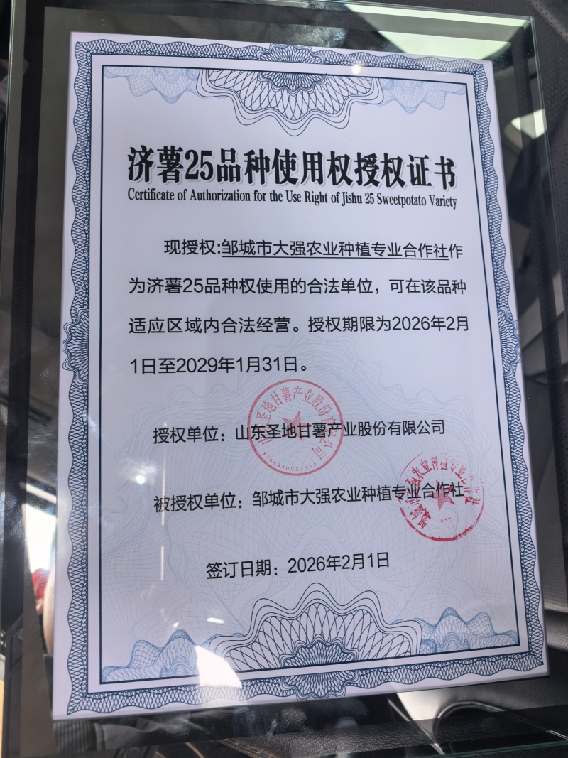 济薯26红薯苗基地直发