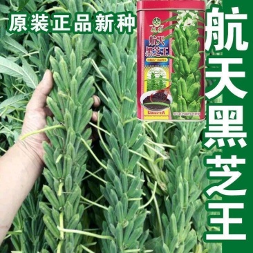 芝麻种子抗病抗倒耐旱耐渍芝麻种子产量高耐重茬含油高的芝麻