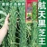 芝麻种子抗病抗倒耐旱耐渍芝麻种子产量高耐重茬含油高的芝麻