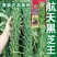 芝麻种子抗病抗倒耐旱耐渍芝麻种子产量高耐重茬含油高的芝麻
