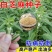 芝麻种子抗病抗倒耐旱耐渍芝麻种子产量高耐重茬含油高的芝麻