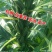 芝麻种子抗病抗倒耐旱耐渍芝麻种子产量高耐重茬含油高的芝麻