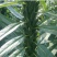 芝麻种子抗病抗倒耐旱耐渍芝麻种子产量高耐重茬含油高的芝麻