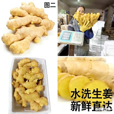 三个品种生姜如下图，带泥有水洗全是天然成长生姜，放心购买