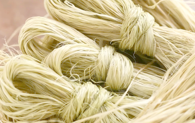 苎麻