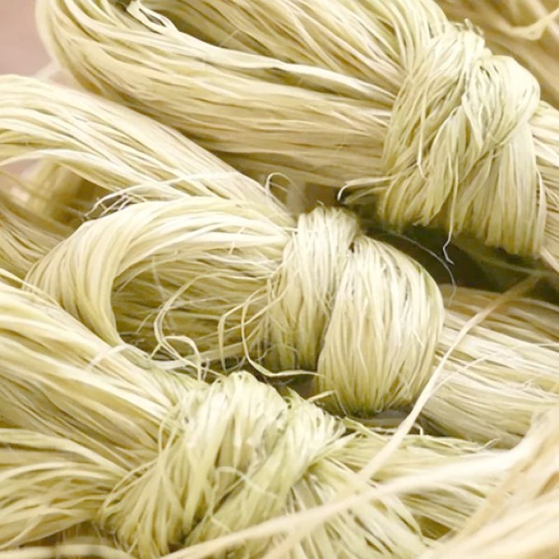 苎麻
