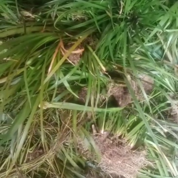 石菖蒲种苗需要买的联系我