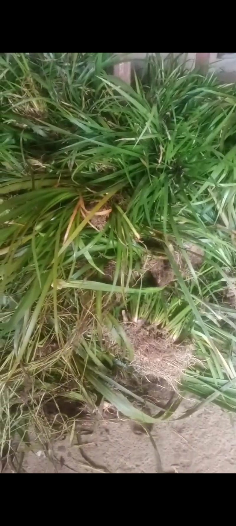 石菖蒲种苗需要买的联系我
