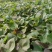 大量出售，各种红薯苗