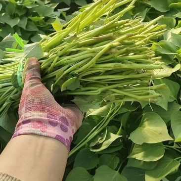 大量出售，各种红薯苗