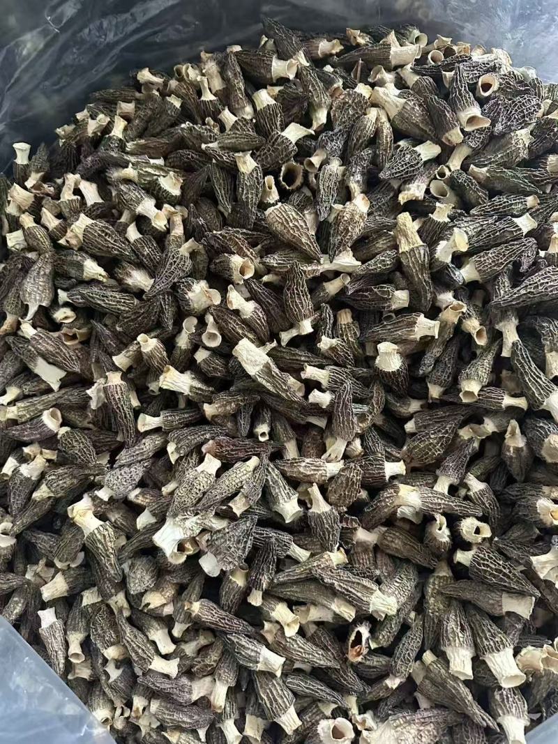 野生羊肚菌
