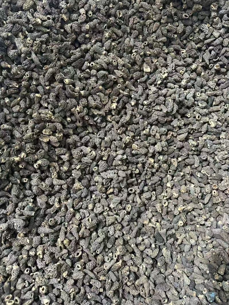 野生羊肚菌