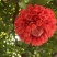 2603花叶斑叶宝冠木热带开花乔木小苗