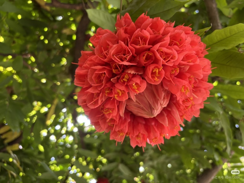 2603花叶斑叶宝冠木热带开花乔木小苗