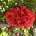 2603花叶斑叶宝冠木热带开花乔木小苗