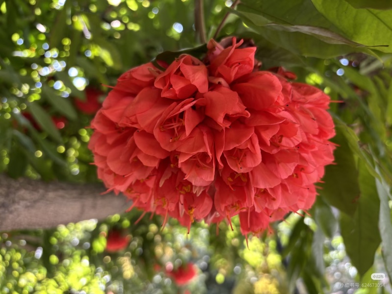 2603花叶斑叶宝冠木热带开花乔木小苗