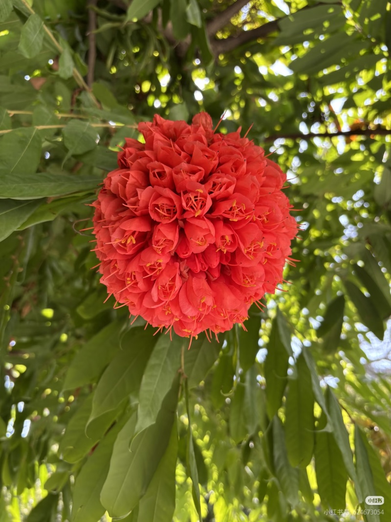 2603花叶斑叶宝冠木热带开花乔木小苗