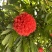 2603花叶斑叶宝冠木热带开花乔木小苗