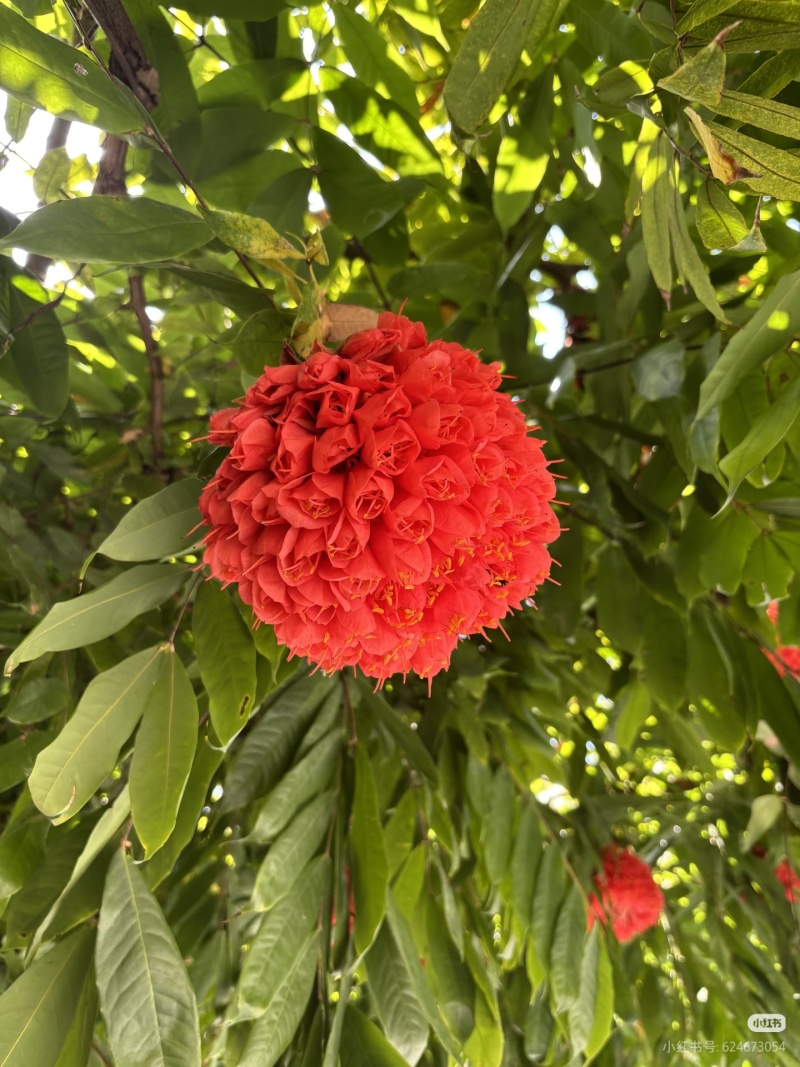 2603花叶斑叶宝冠木热带开花乔木小苗