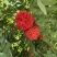 2603花叶斑叶宝冠木热带开花乔木小苗
