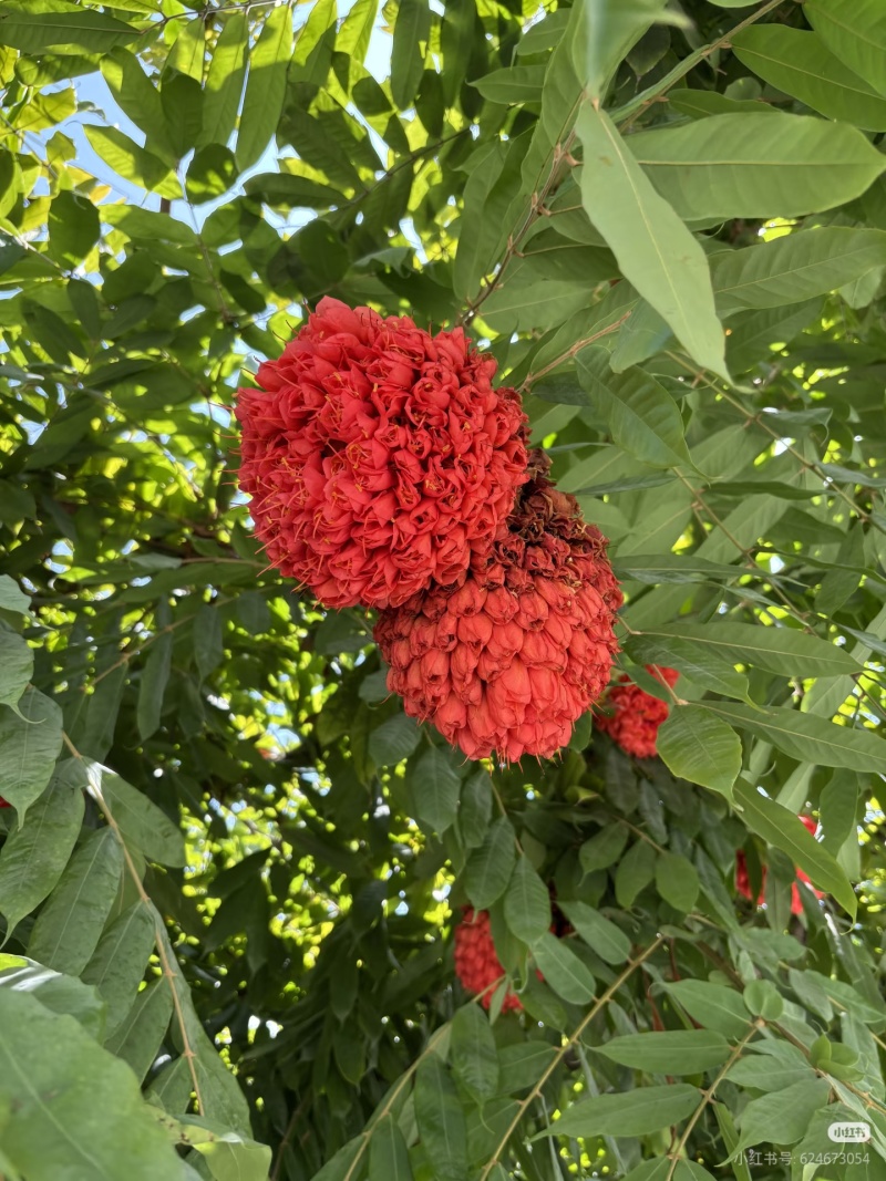 2603花叶斑叶宝冠木热带开花乔木小苗