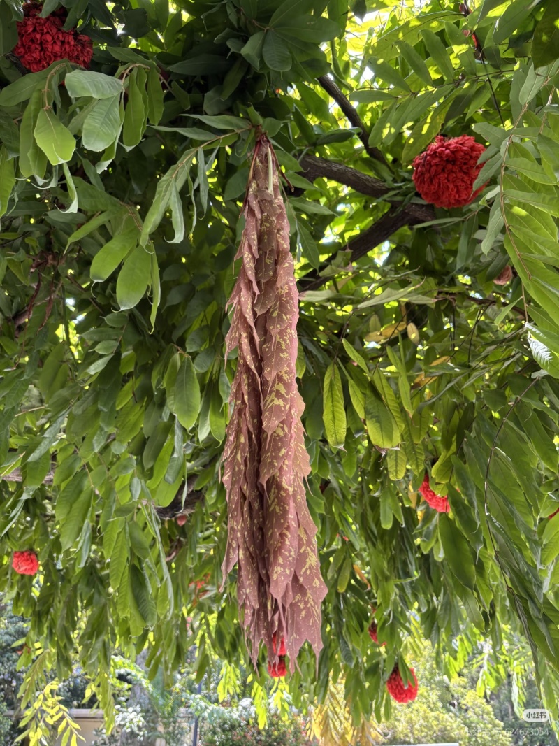 2603花叶斑叶宝冠木热带开花乔木小苗