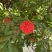 2603花叶斑叶宝冠木热带开花乔木小苗