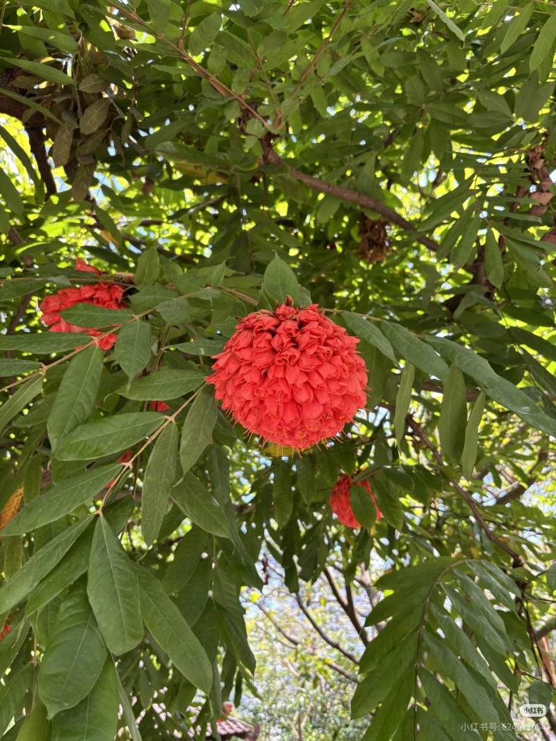 2603花叶斑叶宝冠木热带开花乔木小苗