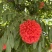 2603花叶斑叶宝冠木热带开花乔木小苗