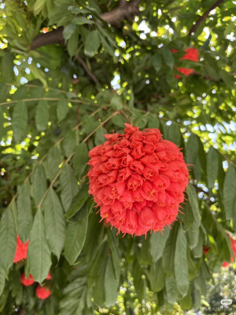 2603花叶斑叶宝冠木热带开花乔木小苗