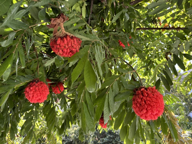 2603花叶斑叶宝冠木热带开花乔木小苗